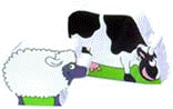 Sheep & Cow